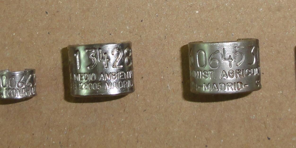 Anillamiento_SEO banner