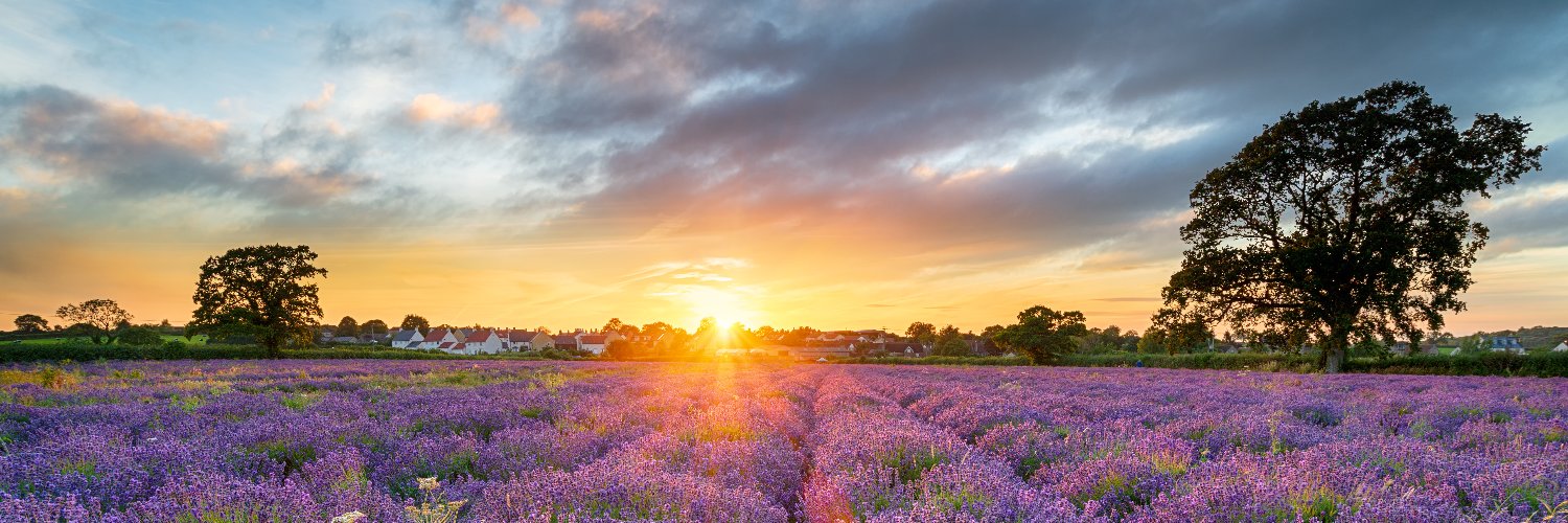 New Forest Collection banner
