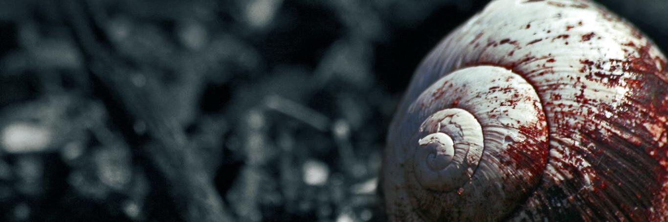 native banner