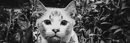 adellafiryal's profile banner image