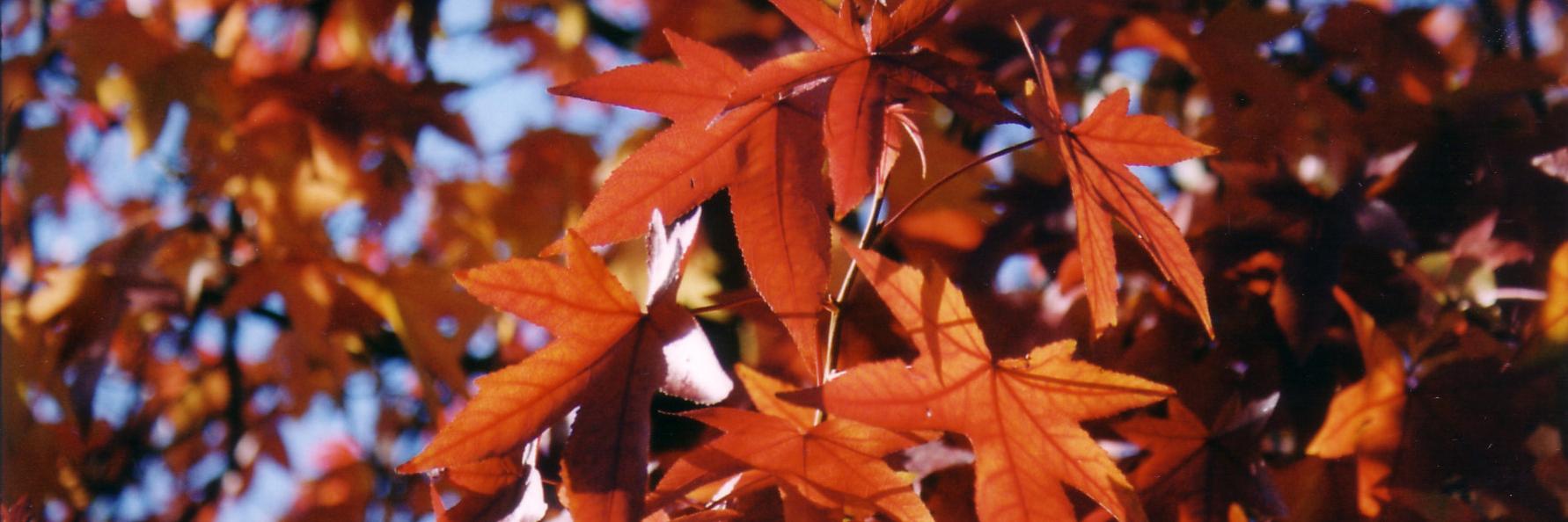 HelenBantockWeb's profile banner image