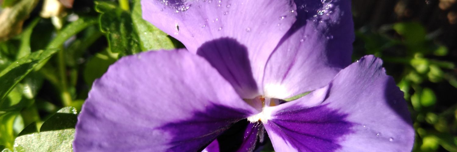 laurabusse's profile banner image