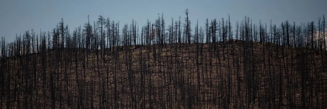 axolotl ansel adams banner