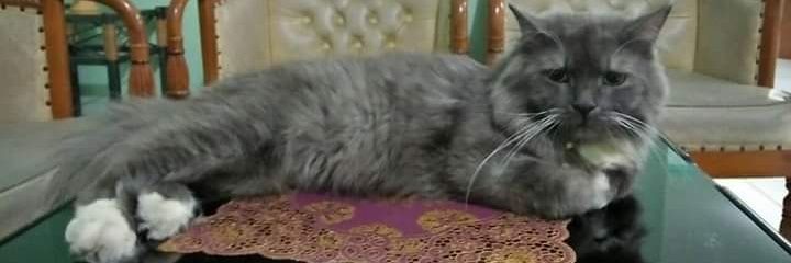 thynasafiyrah's profile banner image