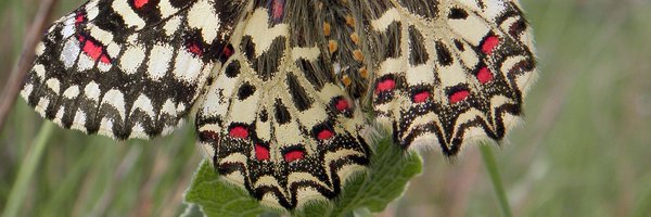 asocZERYNTHIA Profile Banner