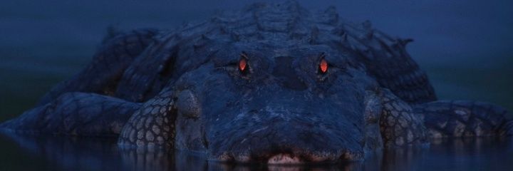 ALThemCallHim's profile banner image