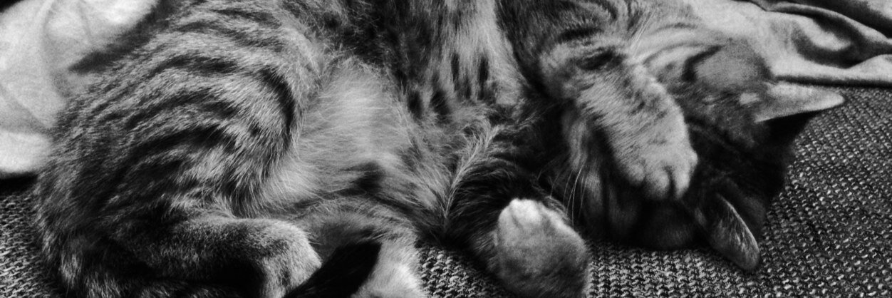 kater169's profile banner image