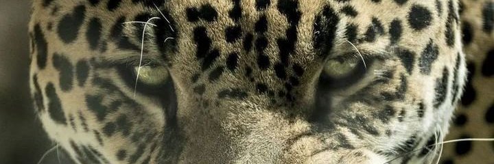mr_ich_'s profile banner image