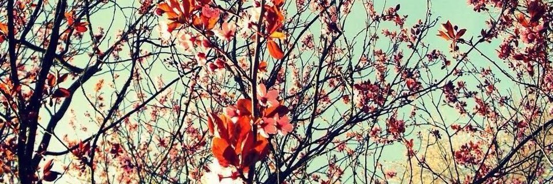 Guaxol's profile banner image
