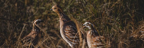 quail4ever Profile Banner
