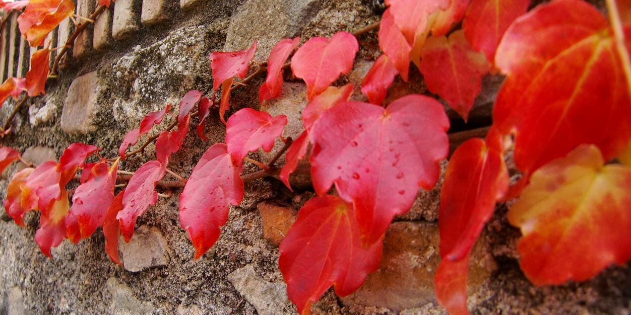 AliceGoda's profile banner image