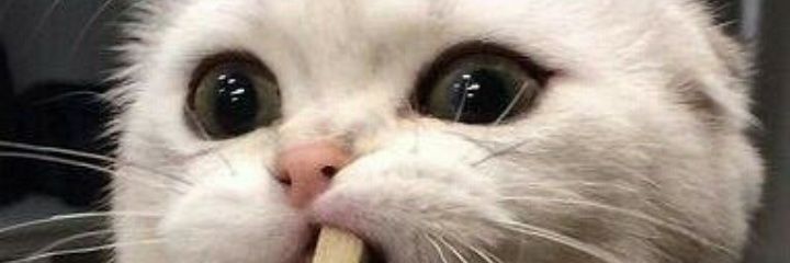 gladcatss's profile banner image