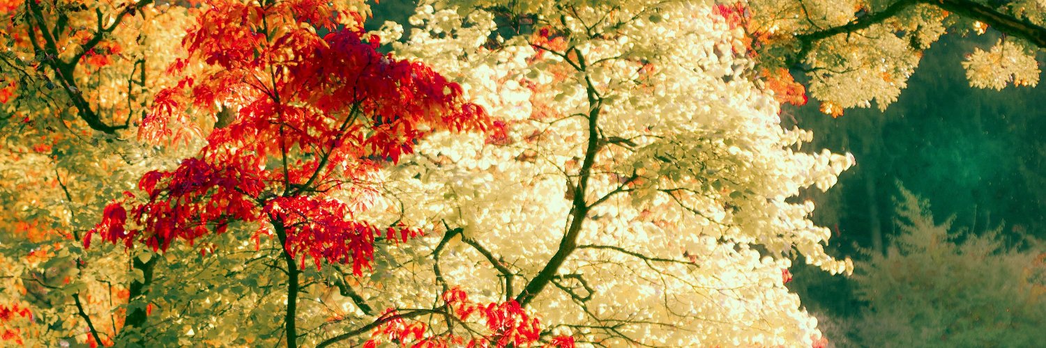 philosopheraya's profile banner image