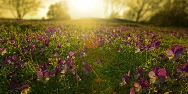 cath_festersen's profile banner image