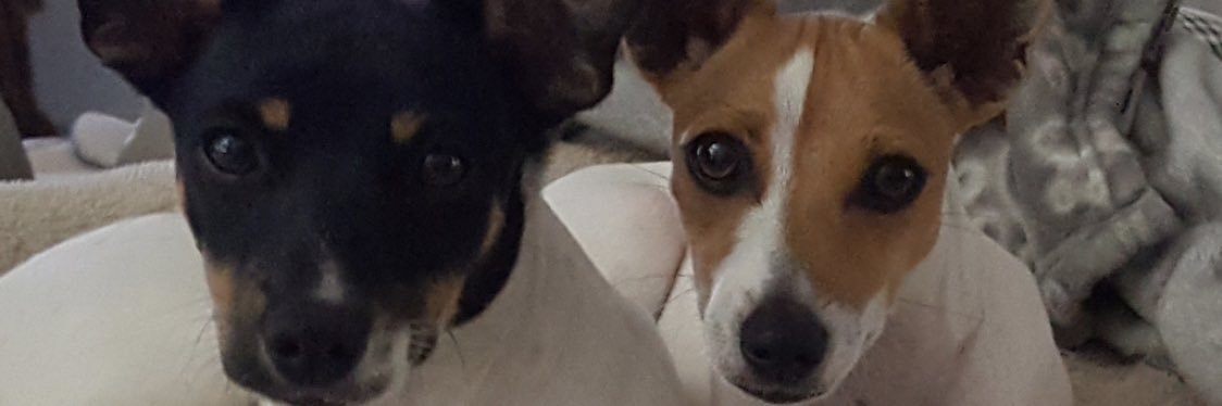 mycricky's profile banner image