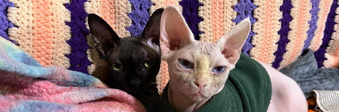 sphynxmother.bsky.social banner