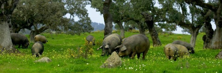 gastroiberico's profile banner image