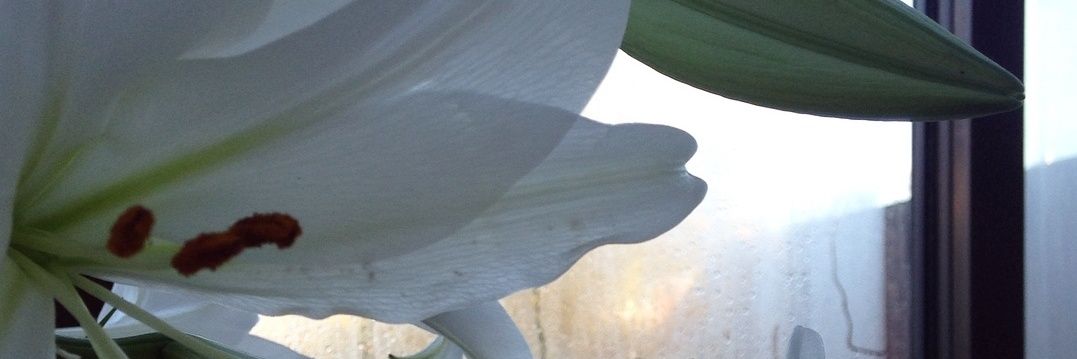 aliicebro's profile banner image