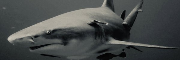 AndreCAndrade Profile Banner