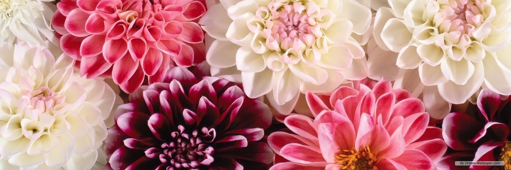 StephLynnThomas's profile banner image