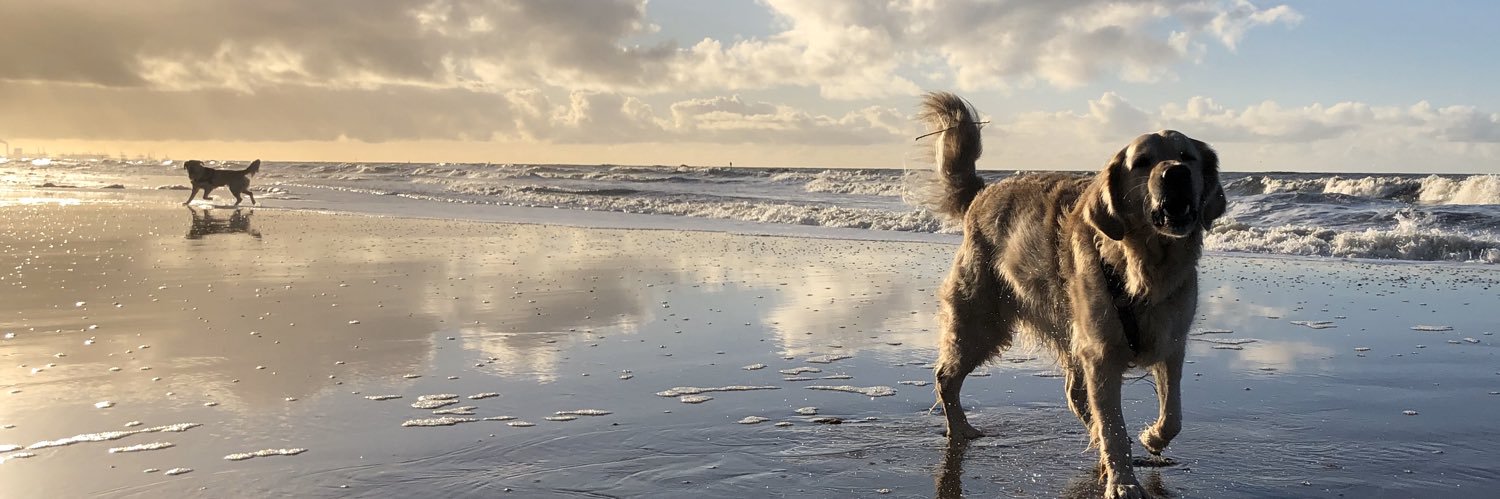 birgitvoogt's profile banner image