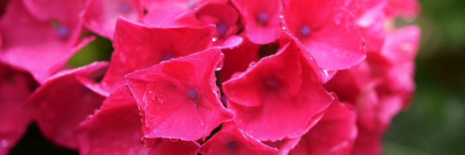 soralogy's profile banner image
