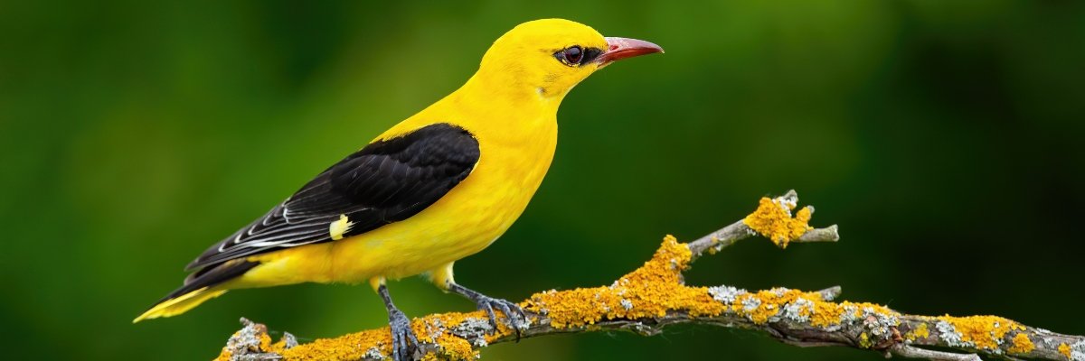 CageAviaryBirds's profile banner image