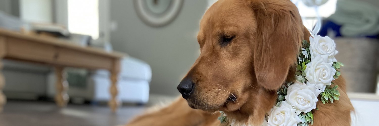 Jennnabug's profile banner image