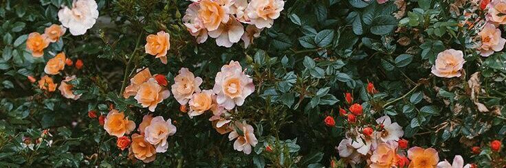 Sabrinaselenne's profile banner image
