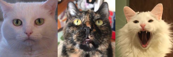 BitchestheCat Profile Banner