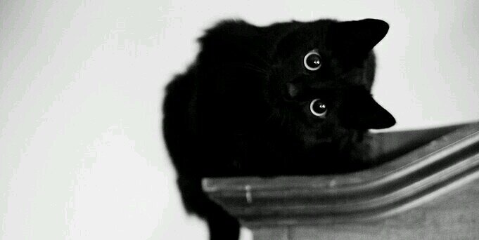 BashfulCat's profile banner image