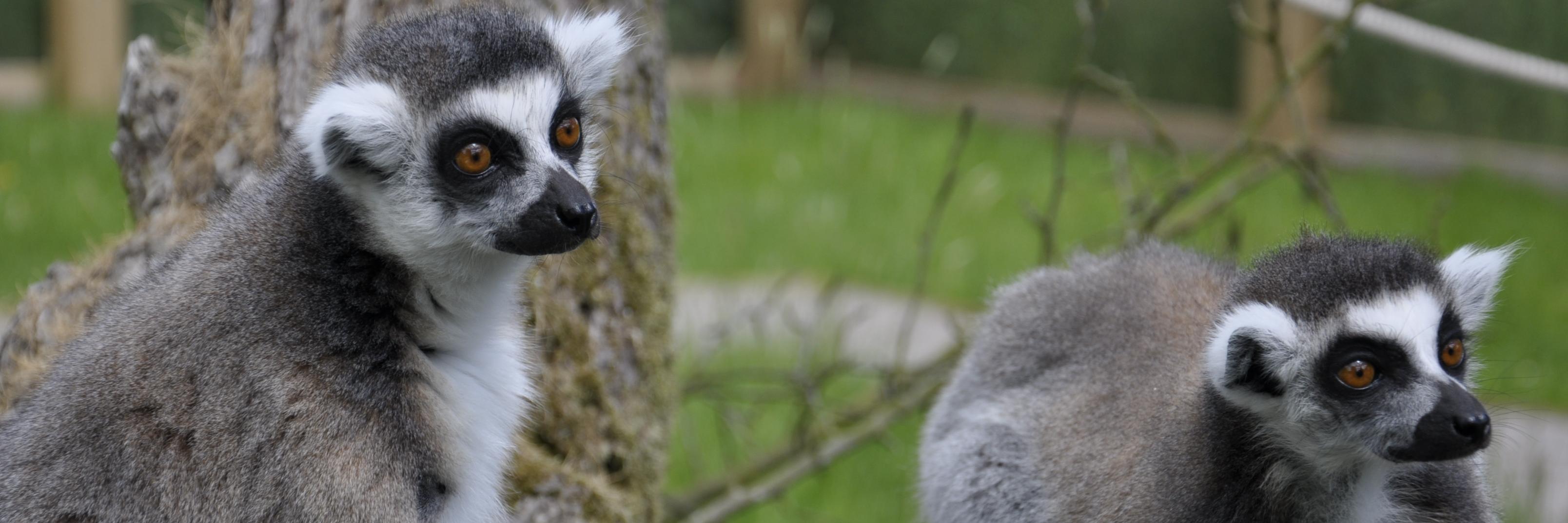 All Things Wild banner