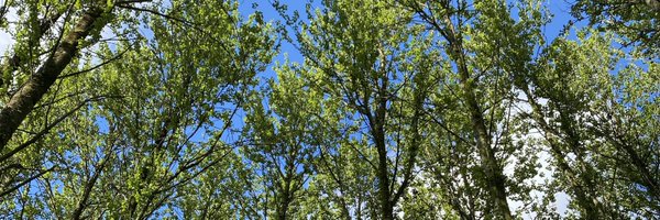 carlysspeer Profile Banner