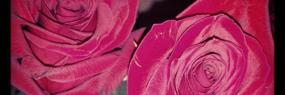 CrippsHayley's profile banner image