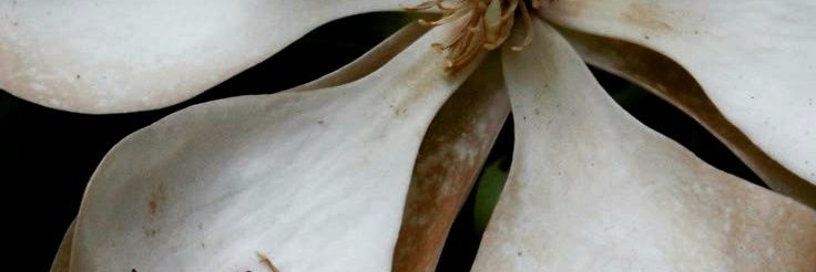 ؘ banner