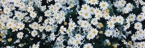 melodyfabs's profile banner image