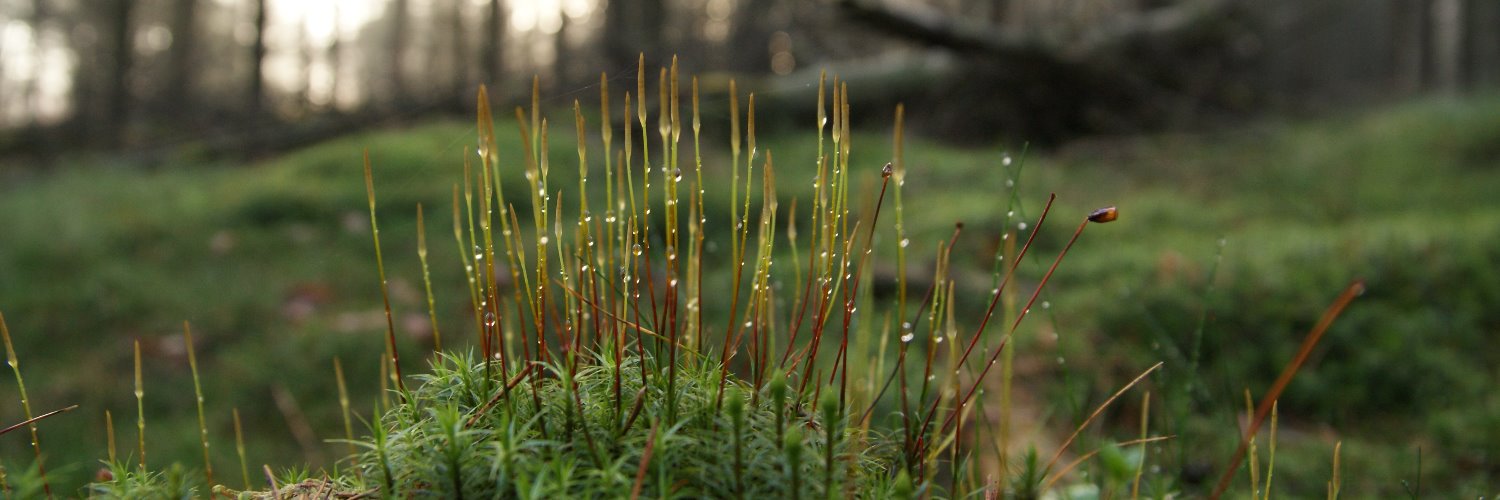 Natuurarts's profile banner image