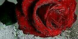 rasfa43's profile banner image