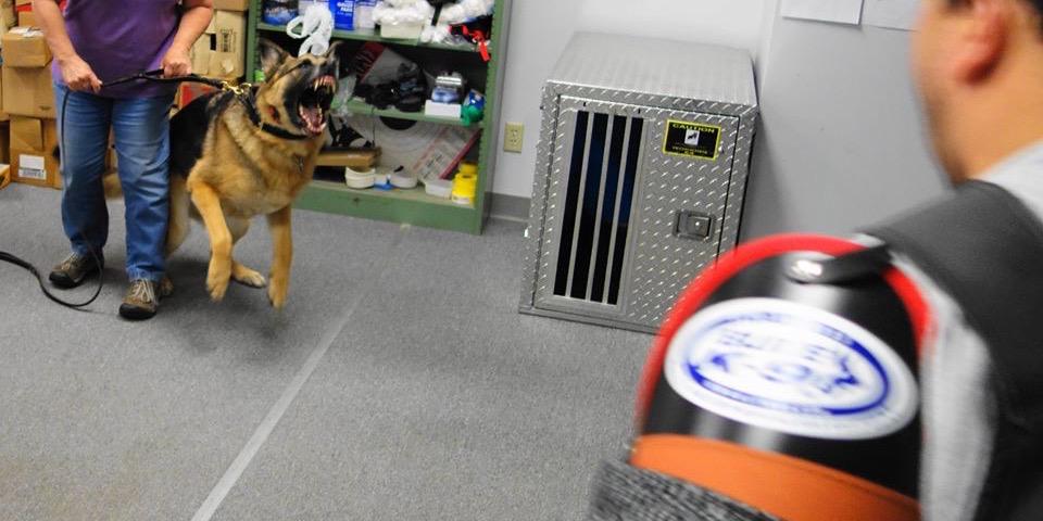 BenTheDogGuy's profile banner image
