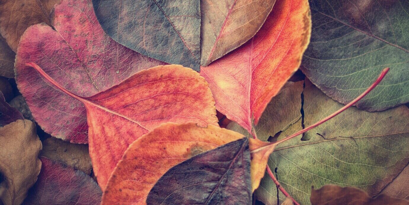 ann_abee's profile banner image
