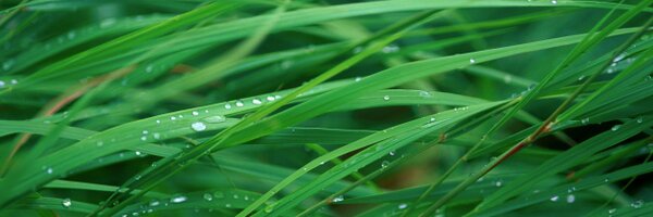 dancing_cranes Profile Banner