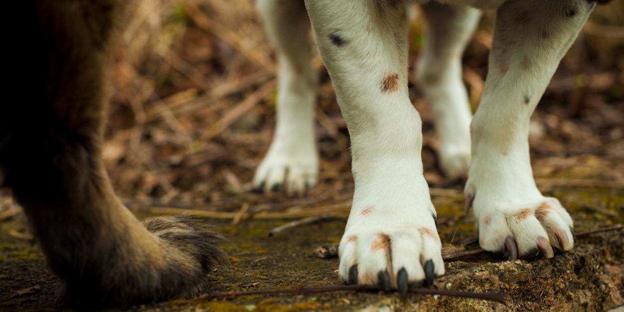 EquilibriumDogs's profile banner image