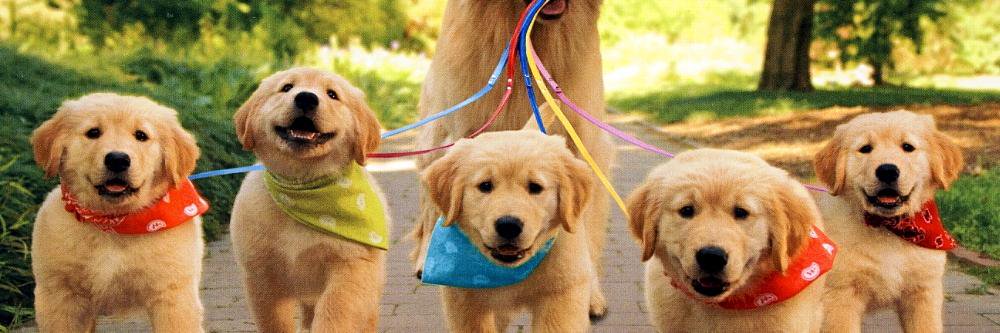 DailyPuppers's profile banner image