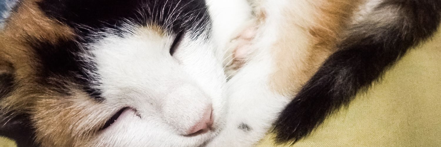 elviriant's profile banner image