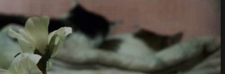 braintreebrat's profile banner image