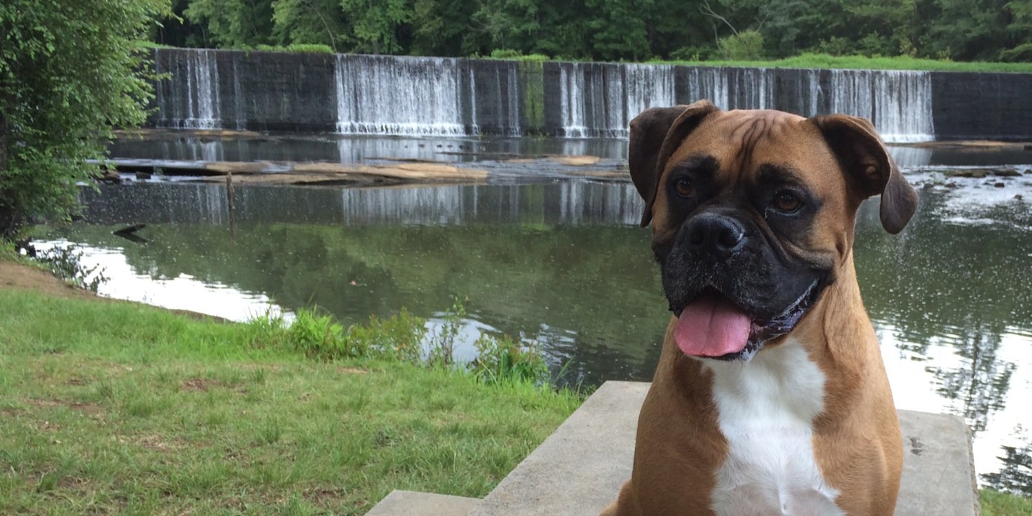 MsChloeTheBoxer's profile banner image