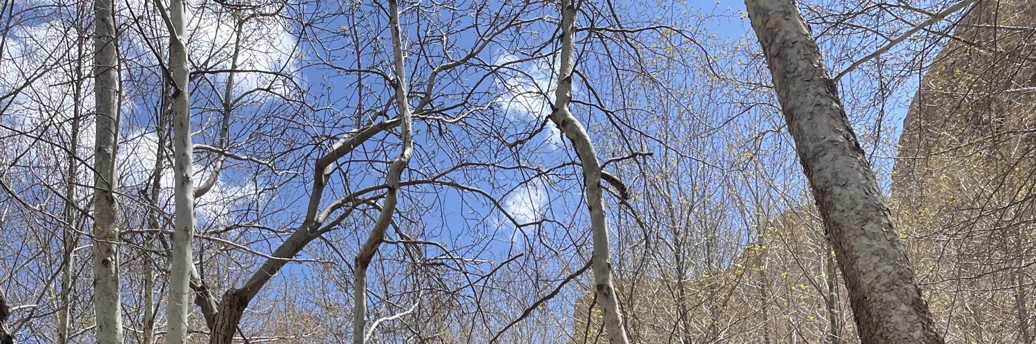 لئون از نوع پروفشنال banner