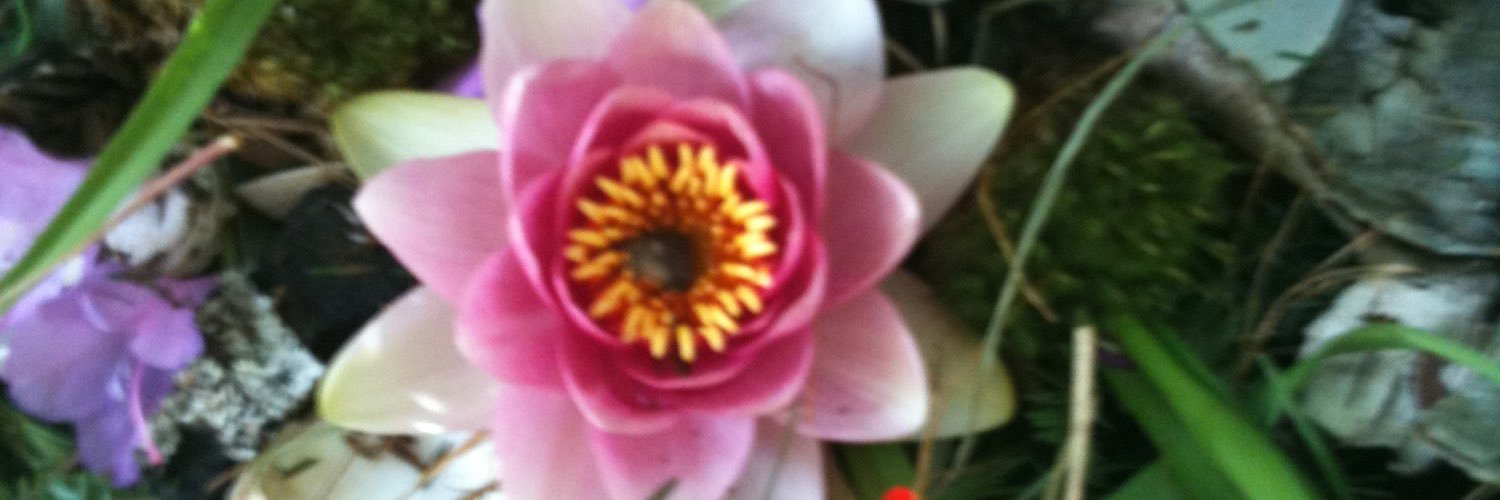 raelc's profile banner image