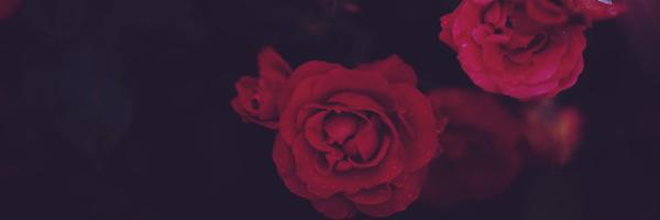 SarahRazvy's profile banner image