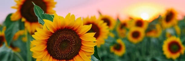 onnuuuh's profile banner image